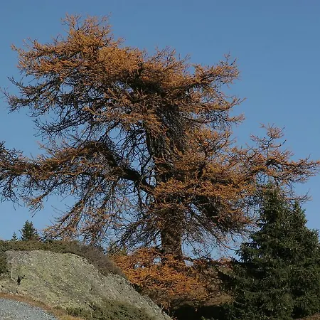 Hotel Bellavista Ftan