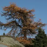 Szálloda Bellavista Ftan